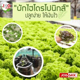 “ผักไฮโดรโปนิกส์” ปลูกง่าย ให้เงินไว