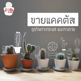 JOB ทำเงิน - ขายแคคตัส ธุรกิจเกาะกระแส แนะทางรวย