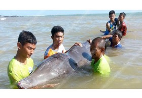 ช่วยไม่ไหว! วาฬคูเวียร์ เกยหาดทะเลตรัง ตายแล้ว