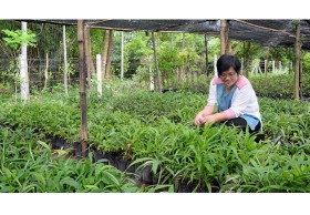 สาวแก่แม่ม่าย แห่ซื้อหญ้ารีแพร์