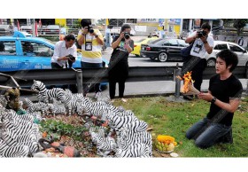 ‘เจ้าที่’ไม่ขัดข้อง! จะขนย้ายม้าลาย