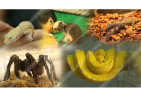 ทำใจก่อนเปิด! 5 สัตว์เลี้ยงประหลาด รับประกันร้องจ๊ากขนลุก!