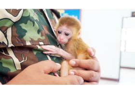 ‘บุญทิ้ง’ ลิงกำพร้า ยังร้องหาแม่ ! เชื่อเอาตัวเองบังลูกจนถูกยิงตาย