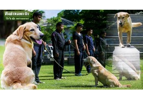 สืบค้น กอบกู้ สู้คนร้าย! ยอดสุนัขตำรวจ K9 สี่ขาผู้กล้า เสี่ยงตายเพื่อชาติ