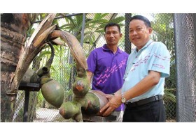 สวนนงนุชเฮ! 'มะพร้าวก้นสาว' ตกผลในรอบ 33 ปี ลูกที่ 6 ของไทย