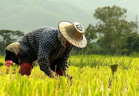 สศก. ผู้สูงอายุครองแชมป์แรงงานเกษตร