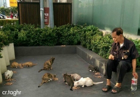 รปภ.ใจดี ให้อาหารแมวกว่า 20 ชีวิต แต่กลับโดนไล่ออก
