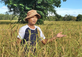 ที่สุดในชีวิตหนุ่มสุรินทร์ขอมอบข้าวเปลือกหอมมะลิ 10 ตันให้โรงทานสนามหลวงถวายเป็นพระราชกุศล