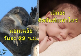 สัตว์ที่นอนนานที่สุด พบ 10 อันดับสิ่งมีชีวิตในโลกที่นอนนานราวกับจะไม่ตื่น คนติดอันดับด้วยนะ!!