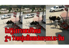 ไม่รู้อารมณ์ไหน! วัวหนุ่มกลัดมัน ปรี่ขึ้นคล่อมรถจยย.หน้าธนาคารออมสินเชียงใหม่