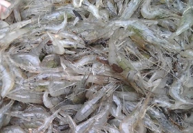 อาชีพเสริมสุดเจ๋ง จับกุ้งฝอยตามลำห้วย ได้ 700 บาทต่อวัน