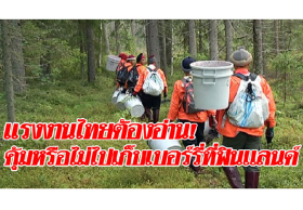 แรงงานไทยต้องอ่าน! คุ้มหรือไม่ไปเก็บเบอร์รี่ที่ฟินแลนด์ เสียค่านายหน้านับแสน
