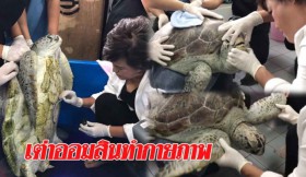 ทีมแพทย์ ช่วยเต่าออมสินทำกายภาพบำบัด หัดใช้ 4 ขา เริ่มแข็งแรงขึ้นเรื่อยๆ(คลิป)