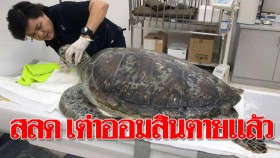 สลด! เต่าออนสินตายแล้ว หลังอาการทรุดเพราะลำไส้พันกัน (คลิป)