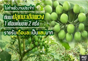 ปลูกมะเขือพวง 1 เดือนเก็บขาย 2 ครั้ง รายรับหลักแสน/เดือน